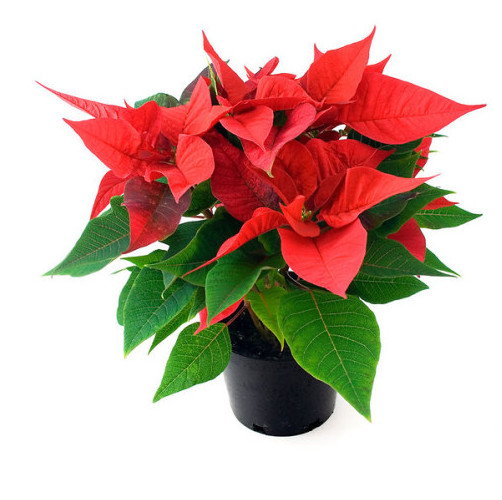 stella di natale stella di natale