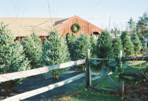 natale-tutto-l-anno-primavera-nataliziosa
